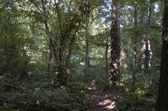 Panoramica dell’interno del bosco golenale