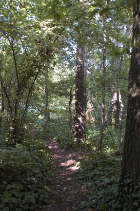 Panoramica dell’interno del bosco golenale