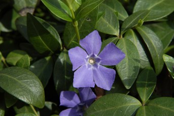 Vinca minor L. - Pervinca
