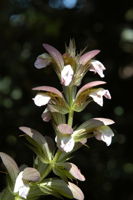 Acanthus mollis L. - Acanto