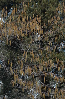 Alnus glutinosa (L.) Gaertner - Ontano comune