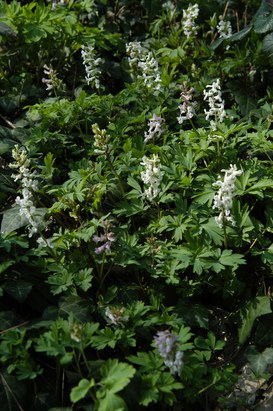 Corydalis cava (L.) Schweigg. et Koerte - Colombina cava
