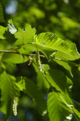 Ostrya carpinifolia Scop. - Carpino nero
