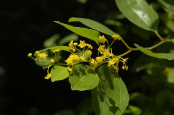 Paliurus spina-christi Miller - Marruca