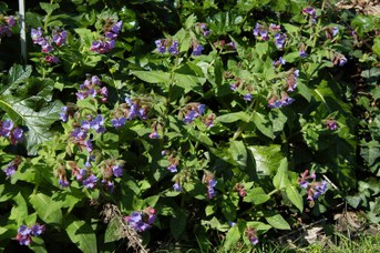 Pulmonaria vallarsae Kerner - Polmonaria della Vallarsa