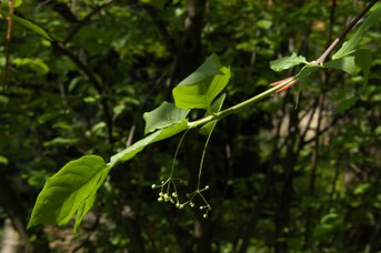 Euonymus europaeus L. -  Fusaggine