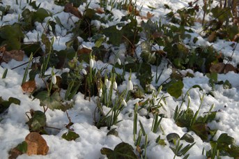 Galanthus nivalis L. - Bucaneve