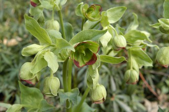 Helleborus foetidus L. - Elleboro puzzolente