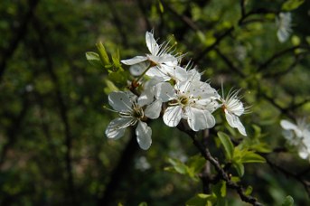 Prunus spinosa L. - Prugnolo
