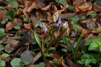 Scilla bifolia L. - Scilla silvestre