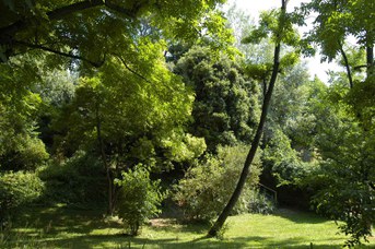 Panoramica del bosco di sclerofille sempreverdi mediterranee