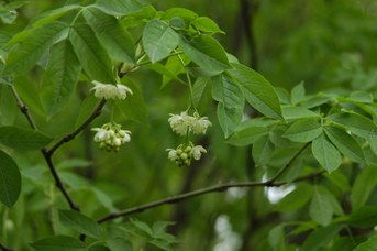 Staphylea pinnata L. - Borsolo