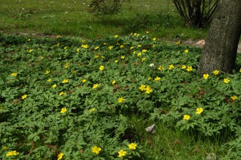 Anemone ranunculoides L. -  Anemone gialla