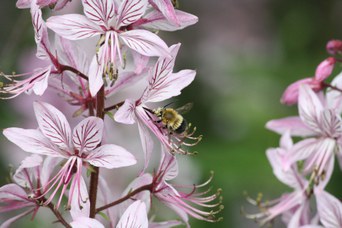 Dictamnus albus L. -  Dittamo