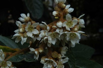 Eriobotrya japonica (Thunb.) Lindley - Nespolo giapponese