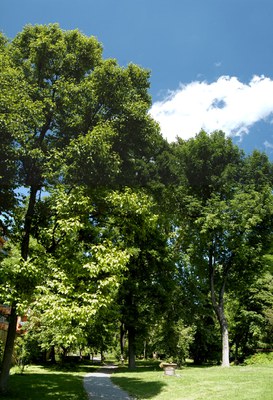 Panoramica del bosco-parco oltre le serre