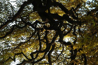 Sophora japonica L. - Sofora