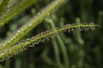 Drosera regia Stephens