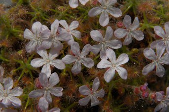 Drosera scorpioides Planch.