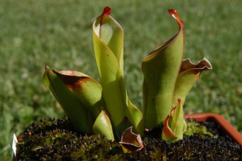 Heliamphora heterodoxa Steyerm.
