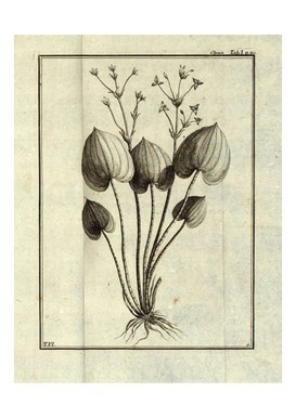 Alisma parnassifolia, tavola che accompagna la descrizione della specie
