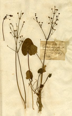 Erbario Bassi, copia dei campioni inviati a Carlo Linneo, Alisma parnassifolia