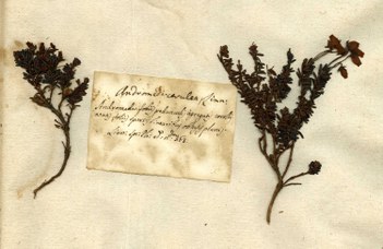 Erbario Bassi, campione inviato da Carlo Linneo, Andromeda cerulea