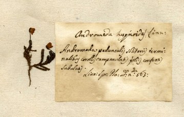 Erbario Bassi, campione inviato da Carlo Linneo, Andromeda hypnoides