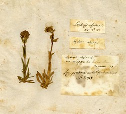 Erbario Bassi, campione inviato da Carlo Linneo, Lychnis alpina
