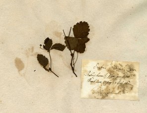 Erbario Bassi, campione inviato da Carlo Linneo, Rubus articus