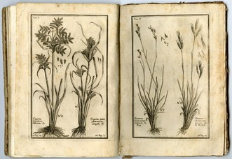 Pagine dell'erbario Monti