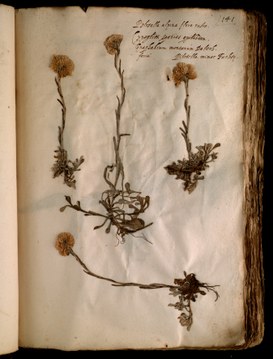 Foglio 141 del IX volume dell'Erbario di Ulisse Aldrovandi, campione di  Antennaria dioica (L.) Gaertner
