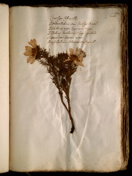 Foglio 192 del XII volume dell'Erbario di Ulisse Aldrovandi, campione di Adonis vernalis L.
