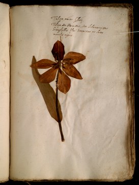 Foglio 207 del XII volume dell'Erbario di Ulisse Aldrovandi, campione di Tulipa cfr. gesnerana L.