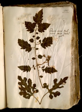 Foglio 368 del I volume dell'Erbario di Ulisse Aldrovandi, campione di Solanum lycopersicum L.