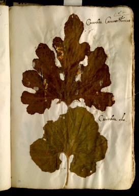 Foglio 84 del I volume dell'Erbario di Ulisse Aldrovandi, due foglie appartenenti al genere Cucurbita