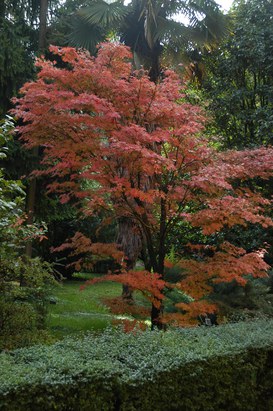 Acer palmatum Thunb. cv. ‘Atropurpureum’