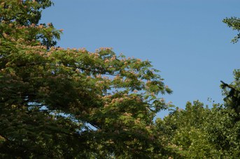 Albizia julibrissin Durazzo - Gaggia arborea
