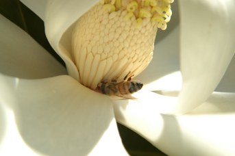 Apis mellifera che si nutre del polline di Magnolia grandiflora L.