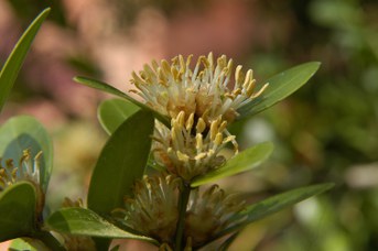 Buxus balearica Lam. - Bosso delle Baleari