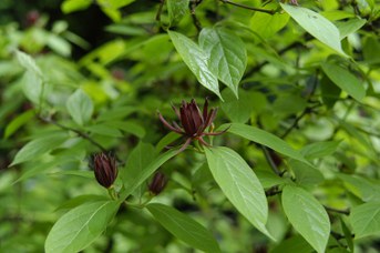 Calycanthus floridus L.