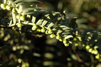 Cephalotaxus fortunei Hook.
