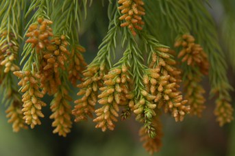 Cryptomeria japonica (Thunb. ex L.f.) D.Don - Cedro rosso del Giappone