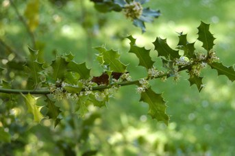 Ilex aquifolium L. - Agrifoglio