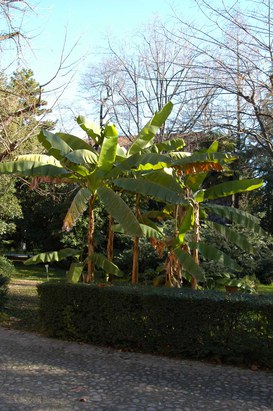 Musa basjoo Siebold & Zucc. ex Iinuma