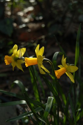 Narcissus pseudonarcissus L. - Narciso