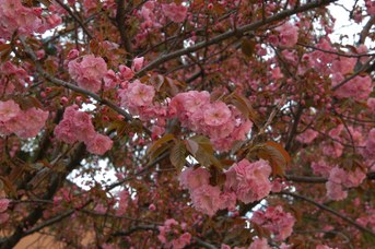 Prunus Amanogawa - Ciliegio da fiore