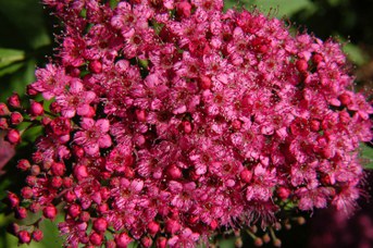 Spiraea japonica L. f.
