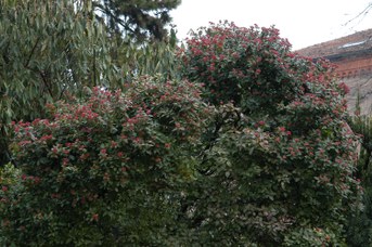 Viburnum tinus L. - Viburno