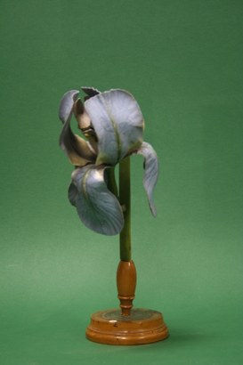 Iris germanica Linn. Giaggiolo. Iridee.